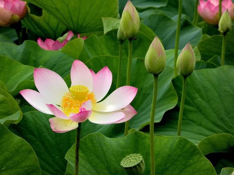 水生木相生是什么意思 c809db2c291247c3b64a2e19d621b64f.jpeg