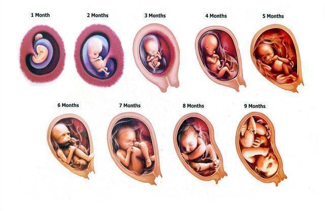 毕竟胎儿是妈妈子宫内生长发育,虽然每天和孕妈在一起,孕妈能感受到