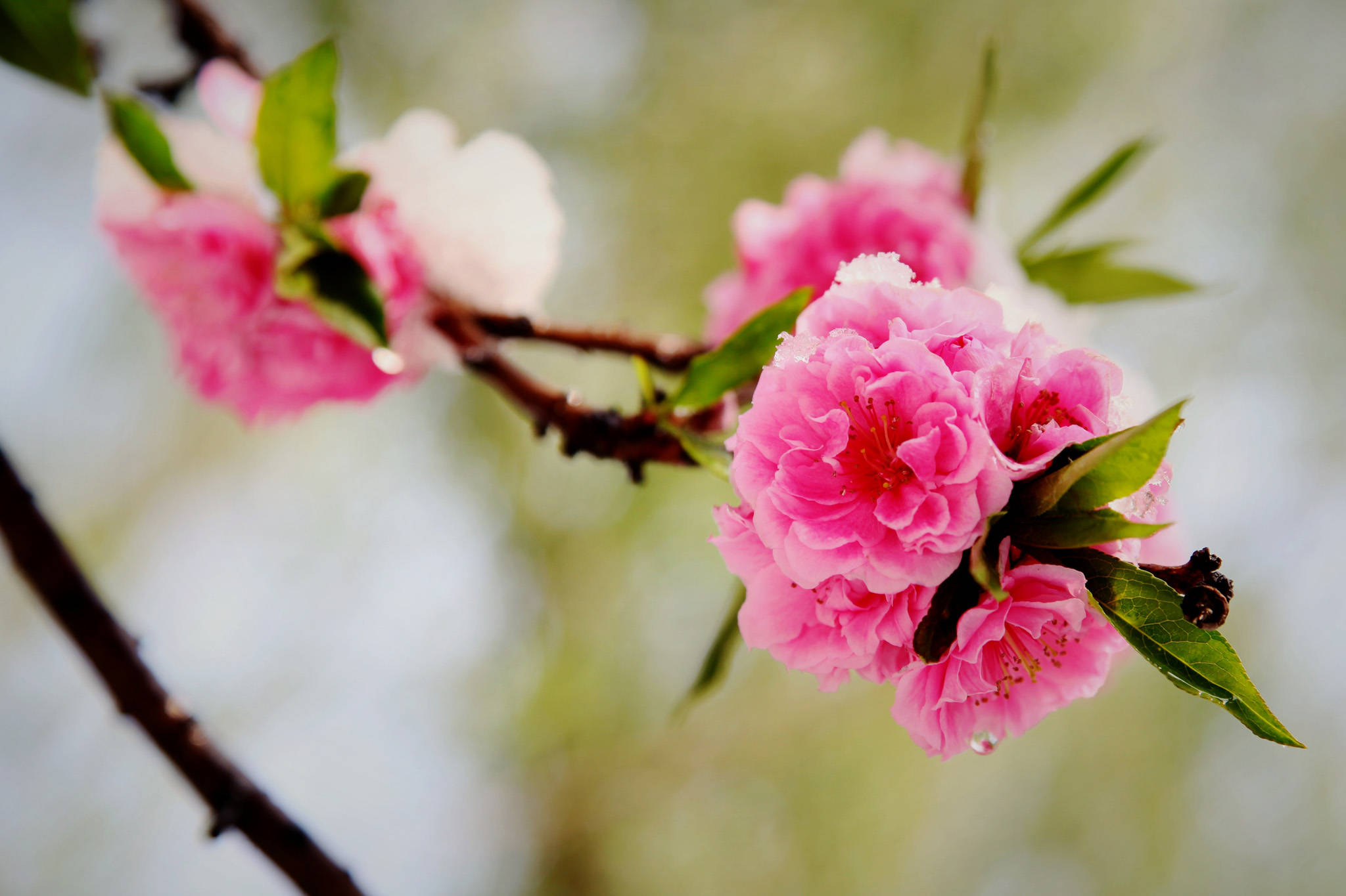 原创2021春意萌动,三大星座蓄势待发,桃花运来,喜迎新春