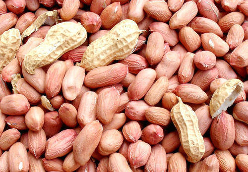 坚果是什么样子的果实 0de16a00c6864ed7b4577061ac5b6b15.jpeg