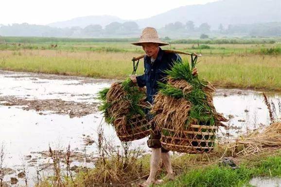 啥时候种地 10b727809f534de58fcd32ebc1edbf73.jpeg