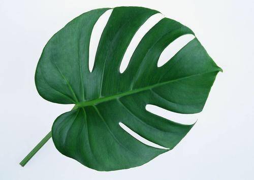 龟背竹怎样能长得粗壮 474715e9ccb241f7a31ffa3b968046e6.jpeg