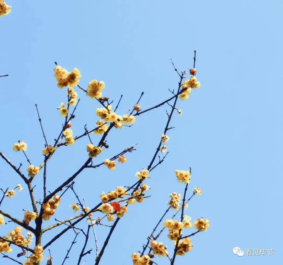 贵州这些地方花已开！赏花去