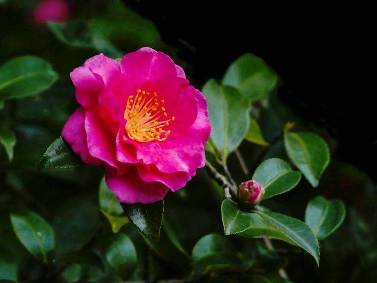 茶花用什么盆好养 8e52f230af3f4cdc826a2a41cf5e19b8.jpeg