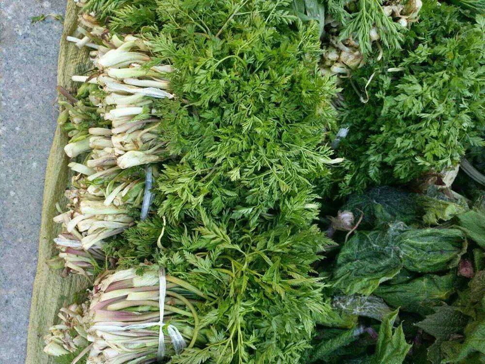 正是因为老山芹的食用价值很高,可食率也高,它在市场上很受欢迎,因此