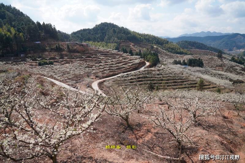 赏李花打卡地福建武平县东留镇封侯村李花基地