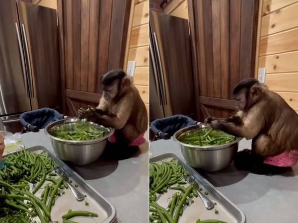 原创猴王为了生活被迫帮忙折菜全程苦瓜脸不开心