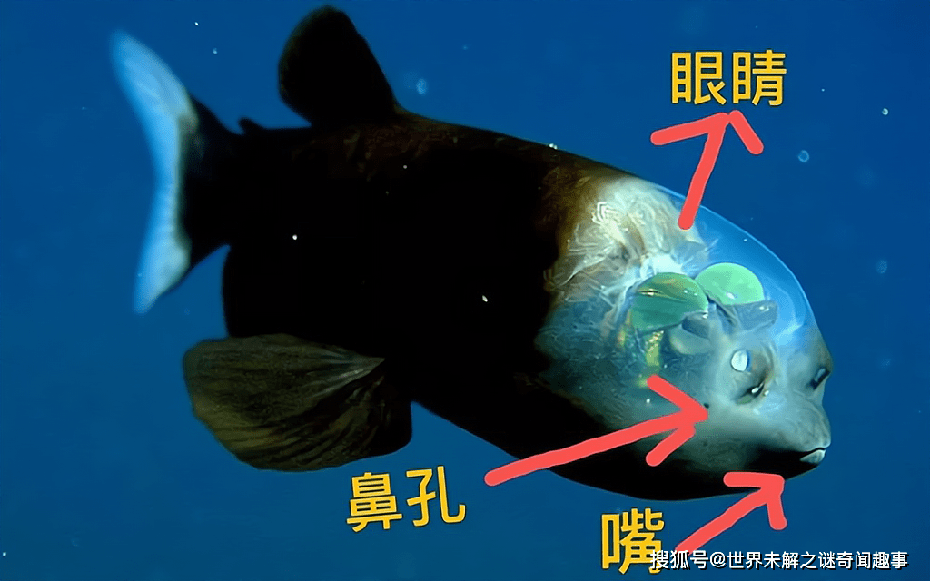 那桶眼魚的眼睛在哪呢?