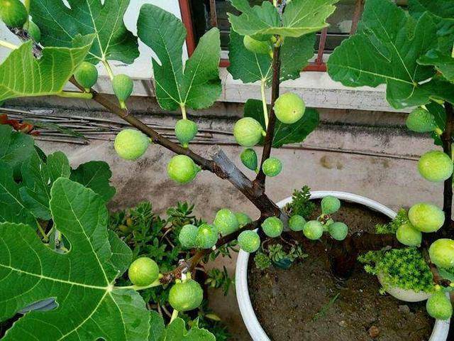 无花果的养殖方法 无花果的养殖方法和注意事项