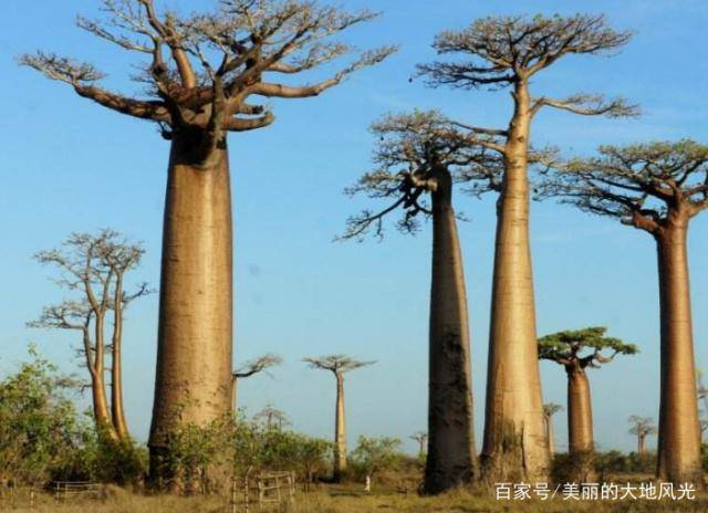 沙漠中的“生命之树”，能够储存2吨水，引进国内后却让人无语！
