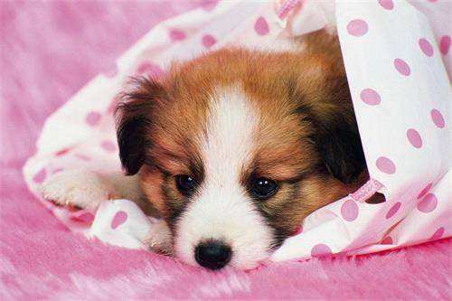 如何给狗狗做吃的 2d01e546095d48b0930051c06c1548b2.jpeg