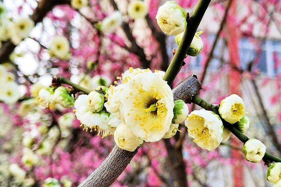 武汉:满城梅花开 喜庆报春来 市花绽放 美图欣赏