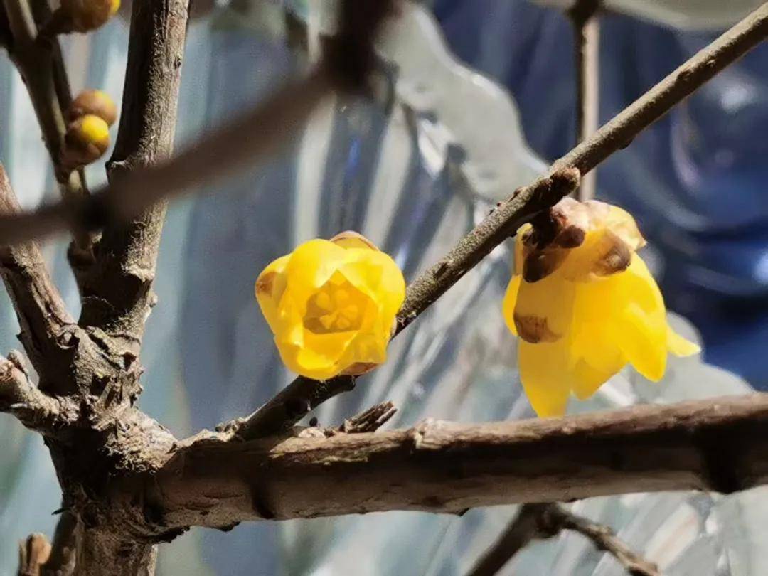 墙角数枝梅 凌寒独自开 泰安 腊梅花开了 旅景网