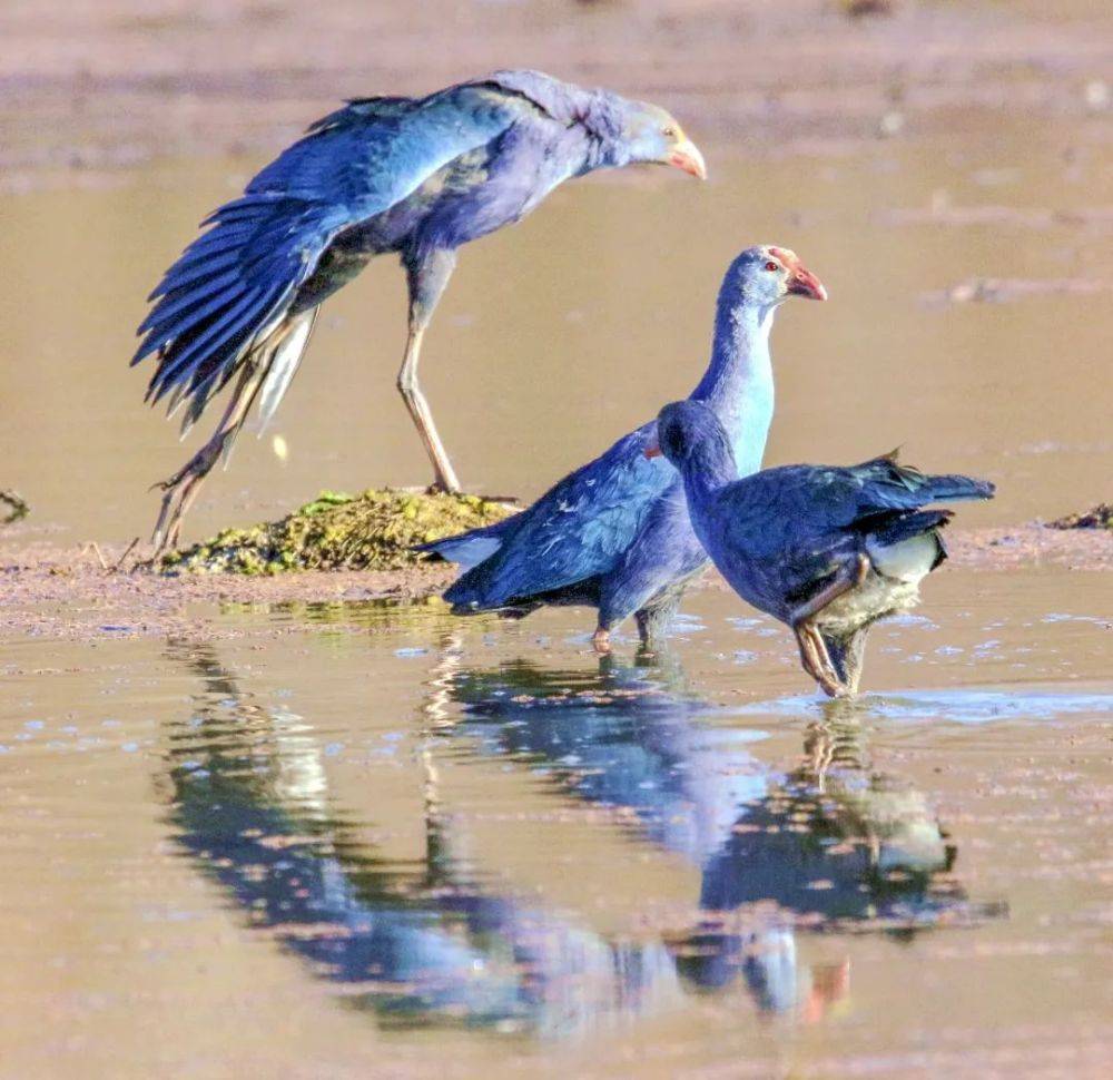 全国最大种群最美水鸟生活在大理