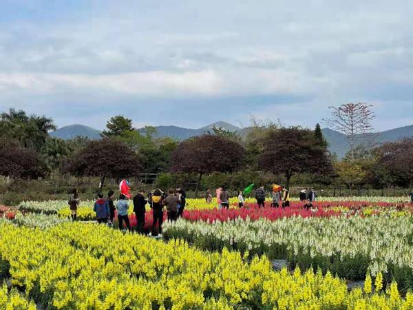 广州从化：疫后文旅市场率先复苏反弹，2021年春节假期旅游出行人数创新高