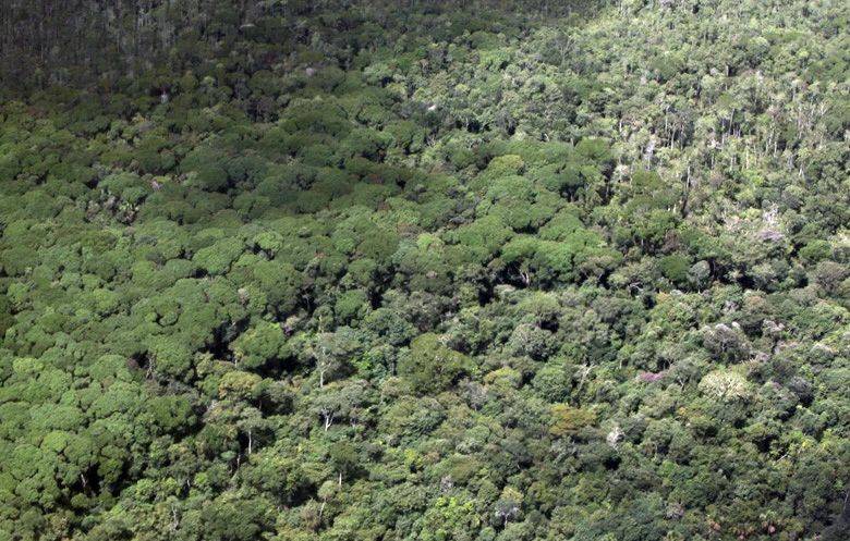 17亿棵树！为了保护美洲虎，巴西要种出一条2600千米长的生态廊道