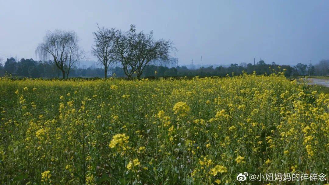 成都迎来最早菜花季，有望12年来最早入春