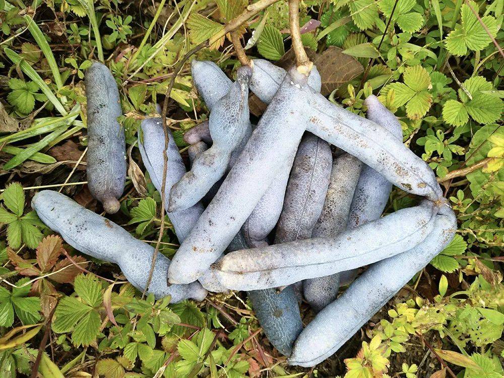 如果你家乡山上还有这野果,麻烦重视一下,很有价值,别再破坏了