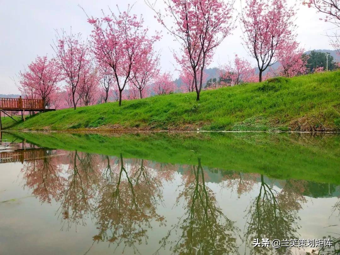 樱花时节等你来2021常德首届樱花节诗意飘舞