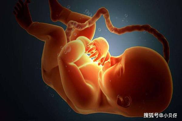 胎宝宝趴着的图片图片