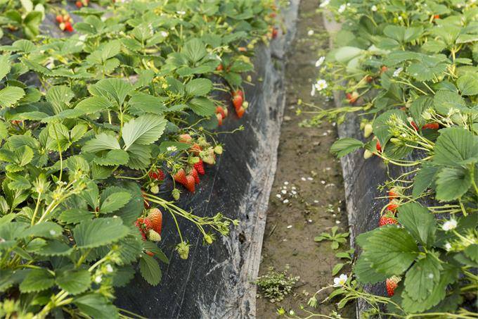 北京昌平香屯老段有机草莓采摘园，嗅着清香亲手摘草莓，边摘边吃！