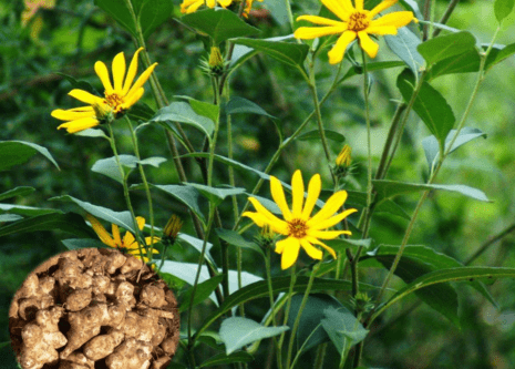 食用花粉是否会过敏 过敏原