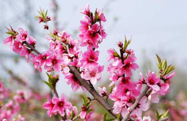 2021年春季国内赏花（二）桃花，推荐16个打卡地