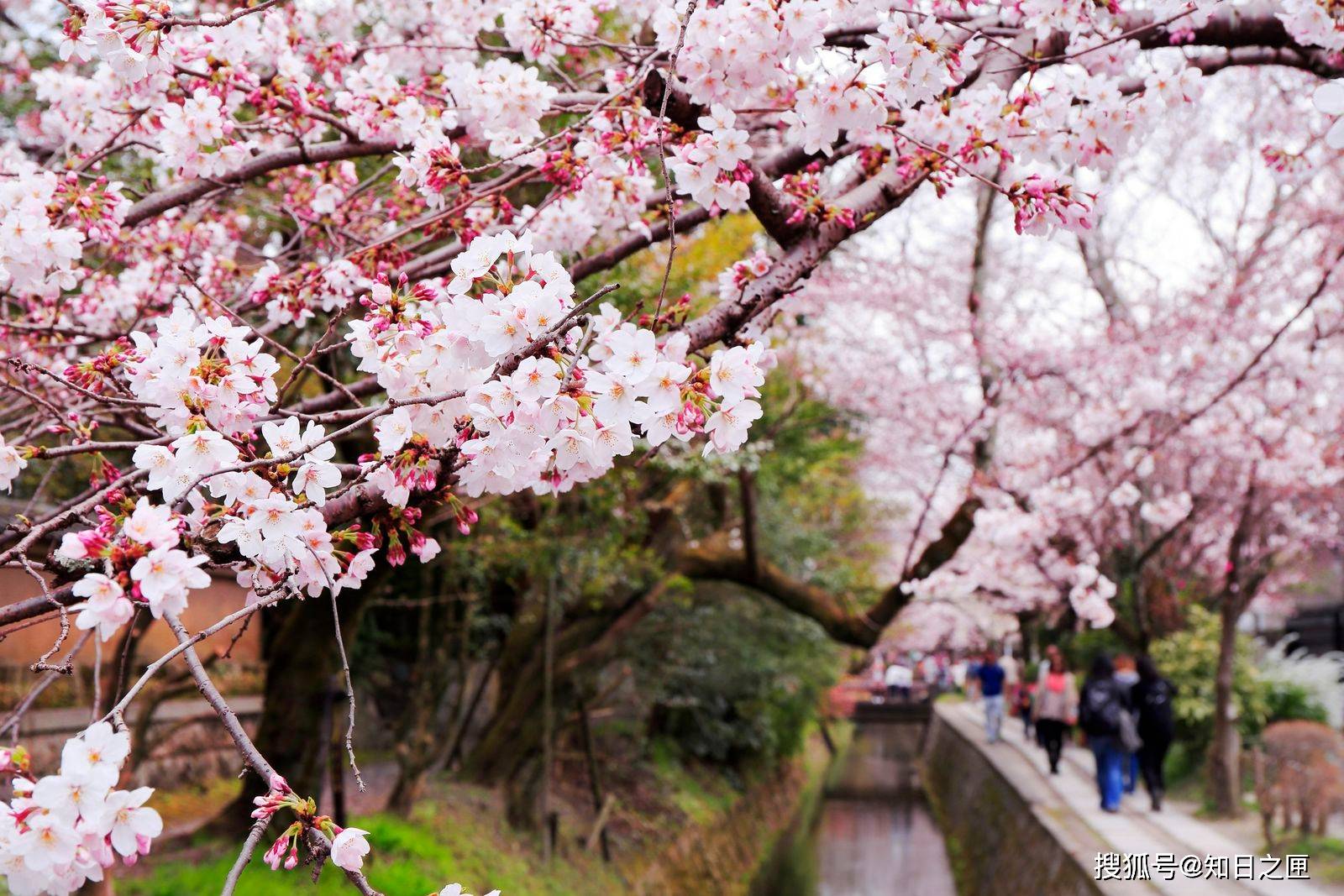微笑和樱花一起盛开！能在春天的京都创造出粉红色回忆的美景！