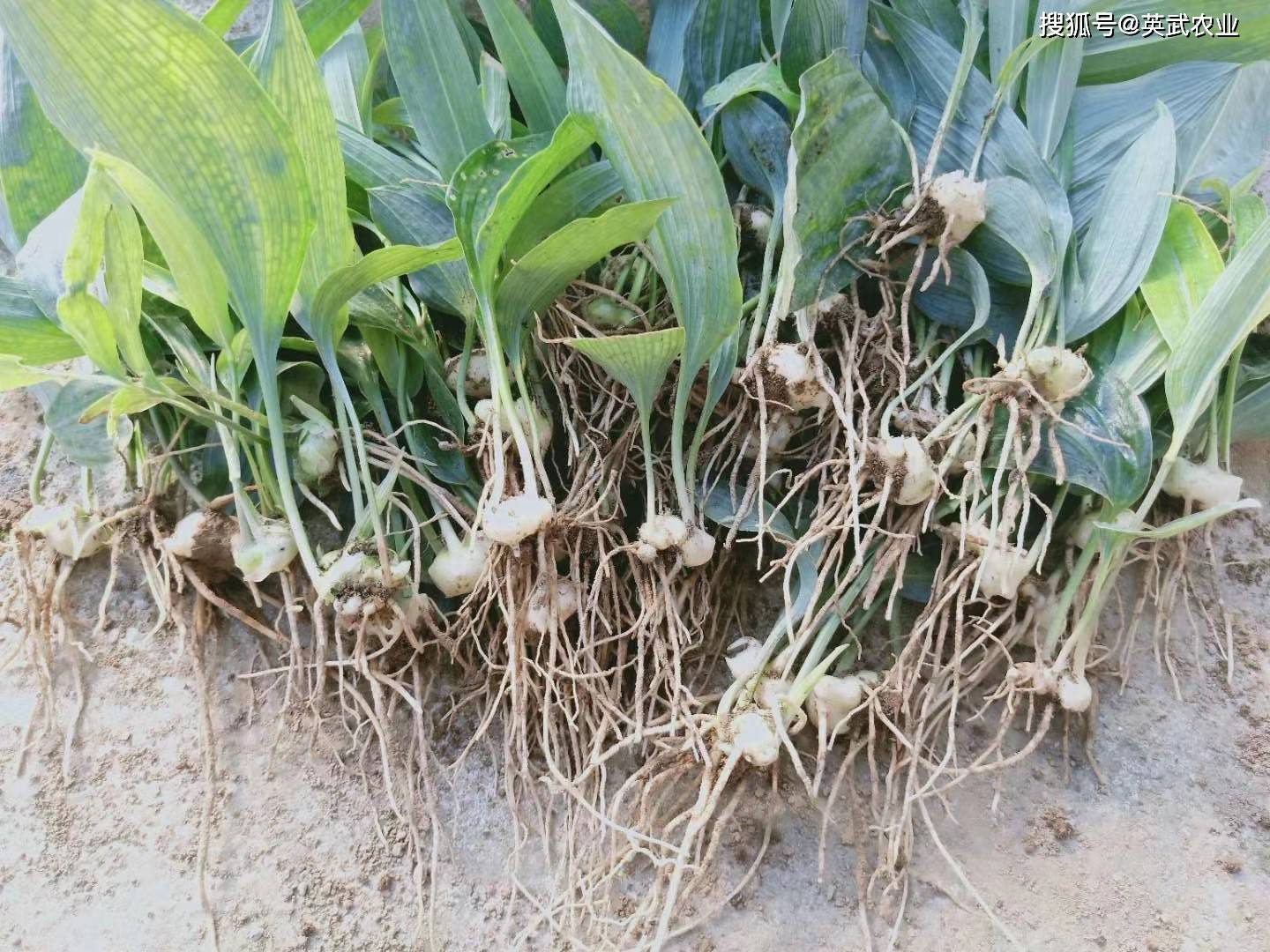 发展黄精种植存在诸多问题,你还能乐观吗?_技术