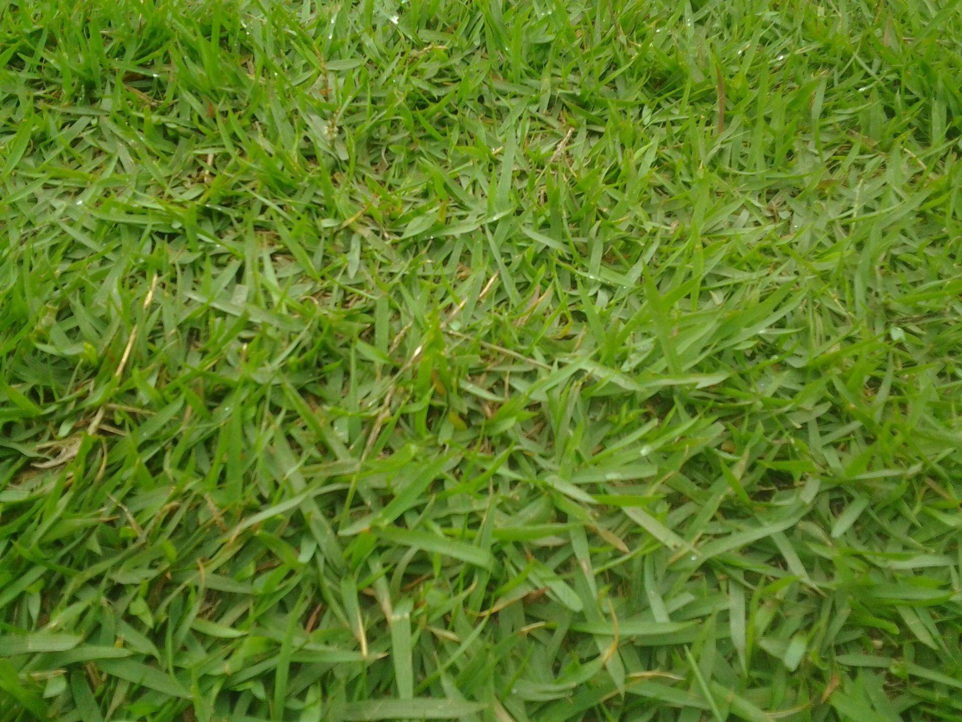 绿化草坪首选可以护坡还有饲用价值就是结缕草