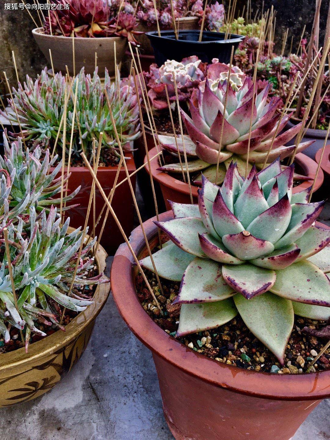 多肉小白药和小蓝药有什么区别 3e5b500c8b3f4986bc64183e69f51d98.jpeg