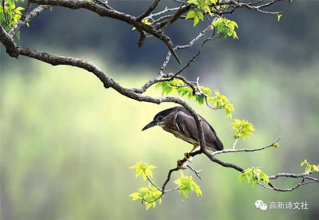 一棵果树两只鸟猜成语_看图猜成语(3)