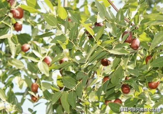 红枣什么时候结果 0108088ffdcd4430963e92eaf6b93b0d.jpeg