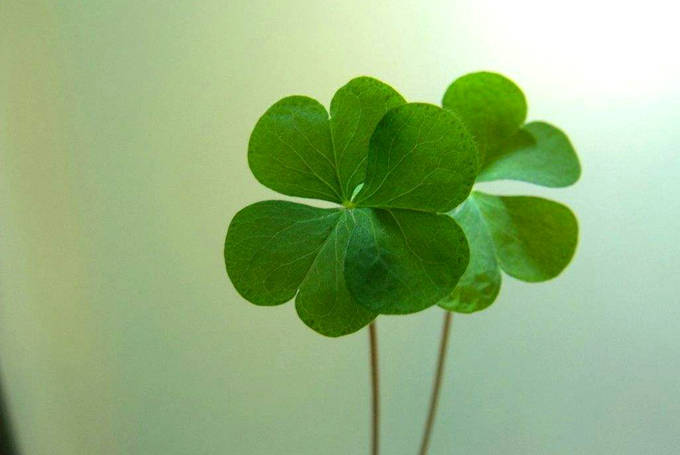 四叶草的作用用途以及花语 幸福 幸运 标本