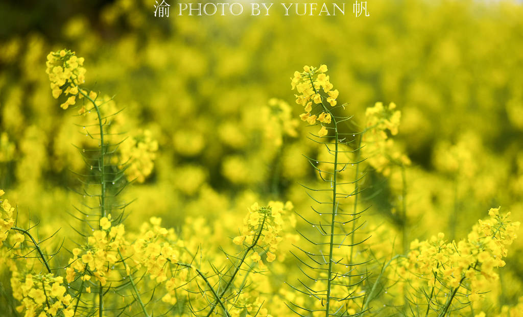 重庆不仅有开往春天的地铁，还是天生丽质的花园城市，真的太美啦