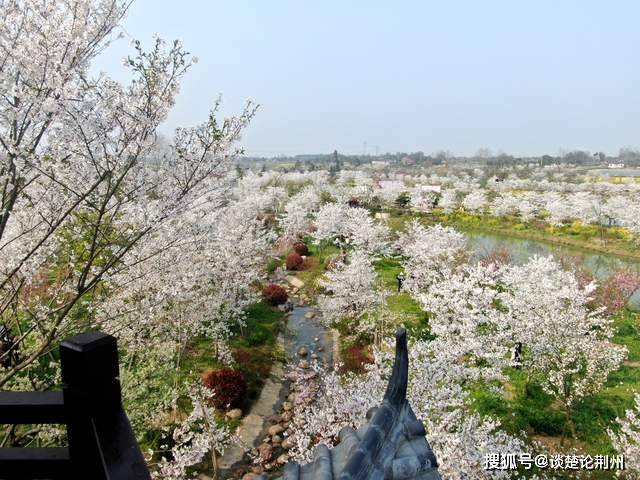 距荆州仅一个小时车程的樱花园，繁花已经盛开，好春光等你来