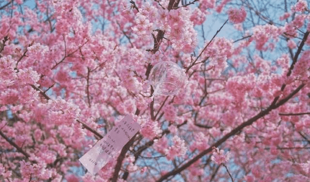 江苏这个小岛上，藏着一个世界级赏樱地，比日本樱花更浪漫