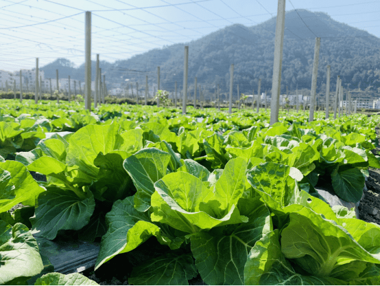 在新中壩區打造龍鬚菜種植示範基地,實施