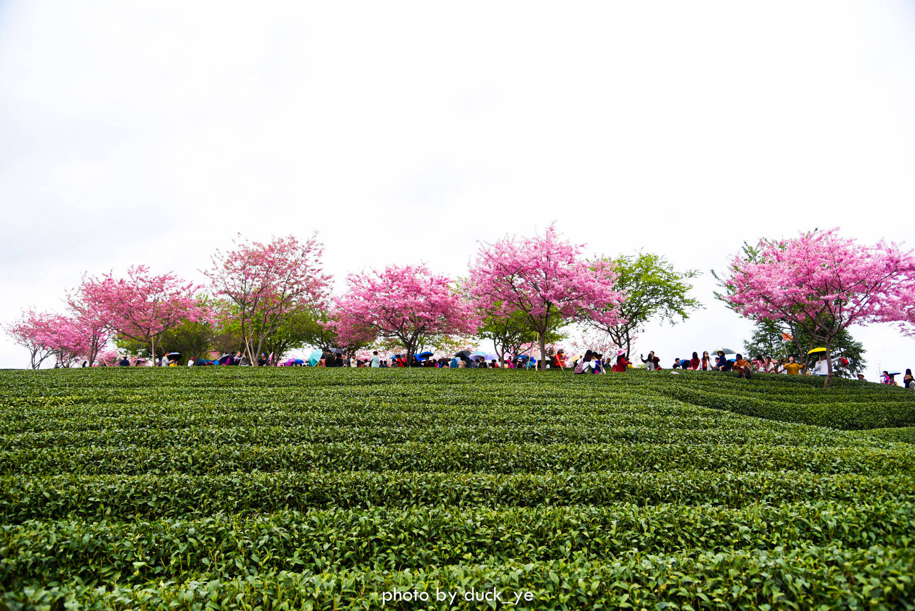 福建漳平藏国内赏樱好去处，千亩茶园中樱花盛开，红绿交织太漂亮
