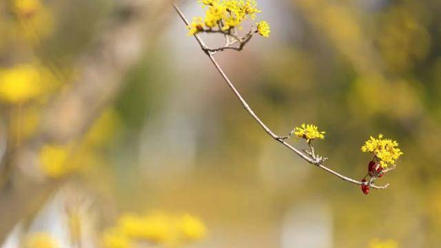 春暖花开，济南植物园“金色绒球”山茱萸进入最佳观赏期