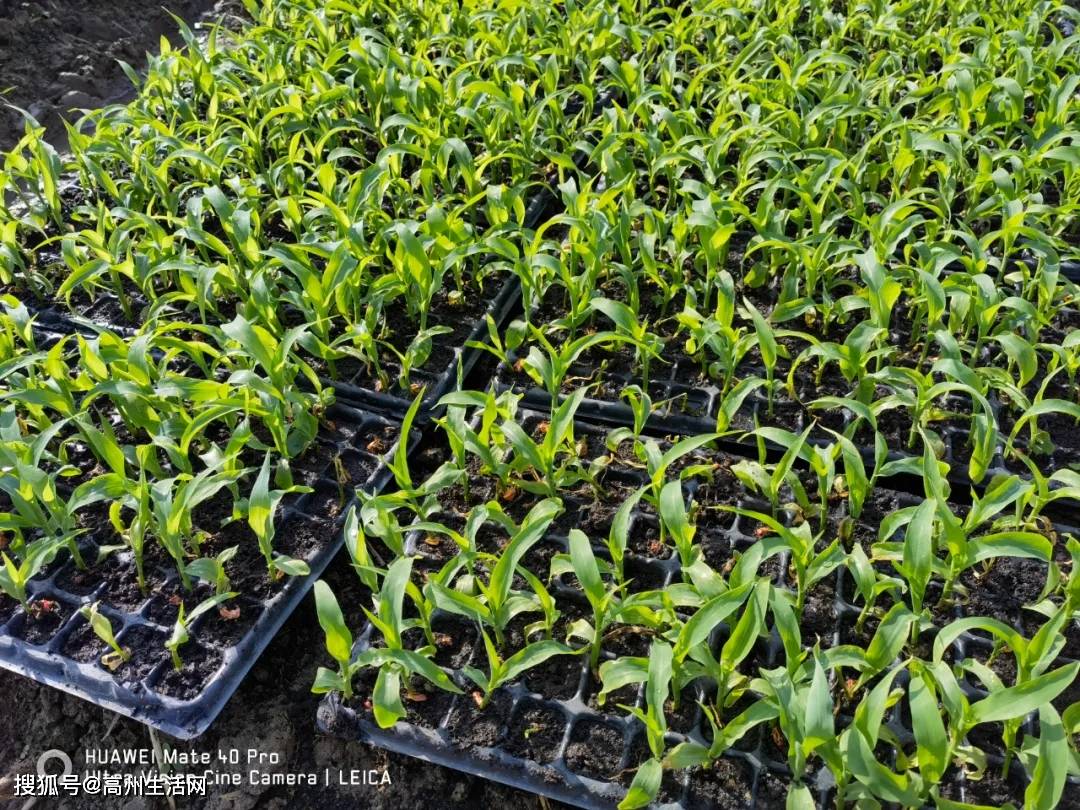 下面一起来看看水果玉米的生长过程吧!