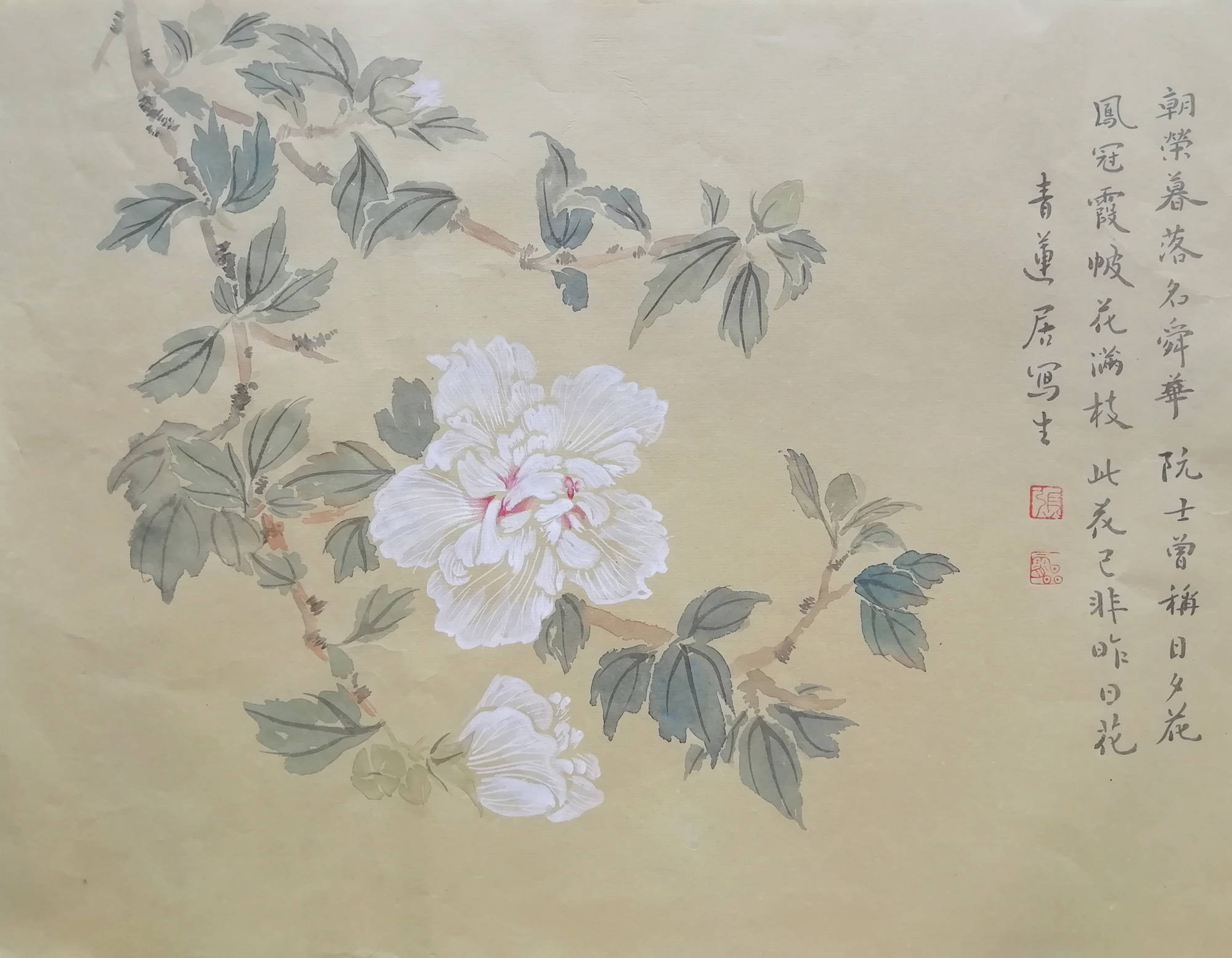 《没骨写生·木槿花》45×34cm 2020年