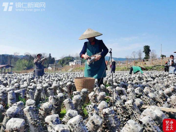 铜仁今年经济总量_铜仁职业技术学院