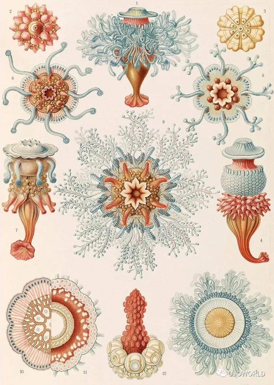 恩斯特·海克爾ernst haeckel(1834年–1919年) 是一位德國出生的生物