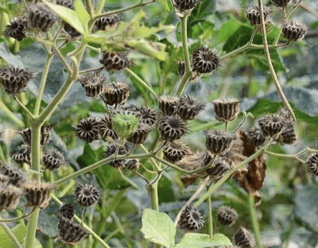 辣蓼草的功效与作用是什么 bcc939c9d02647d69b420fd01ee3d790.png