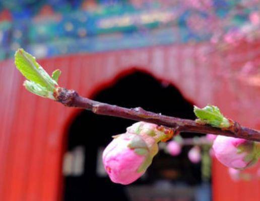 国内最“个性”的寺庙，免费开放给游客，上香也用鲜花代替