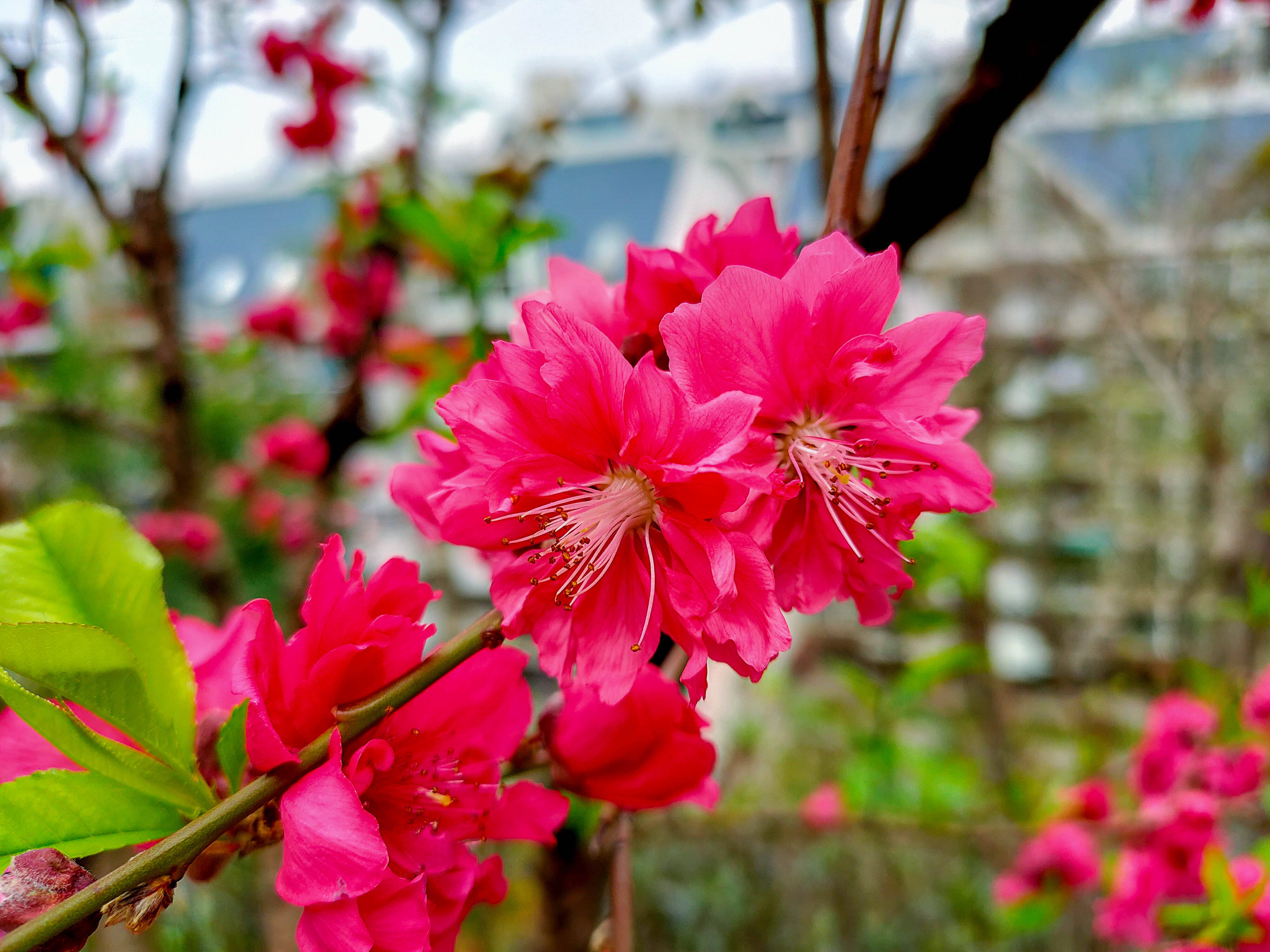 福州赏花拍照：乌山桃花盛开，春色满园