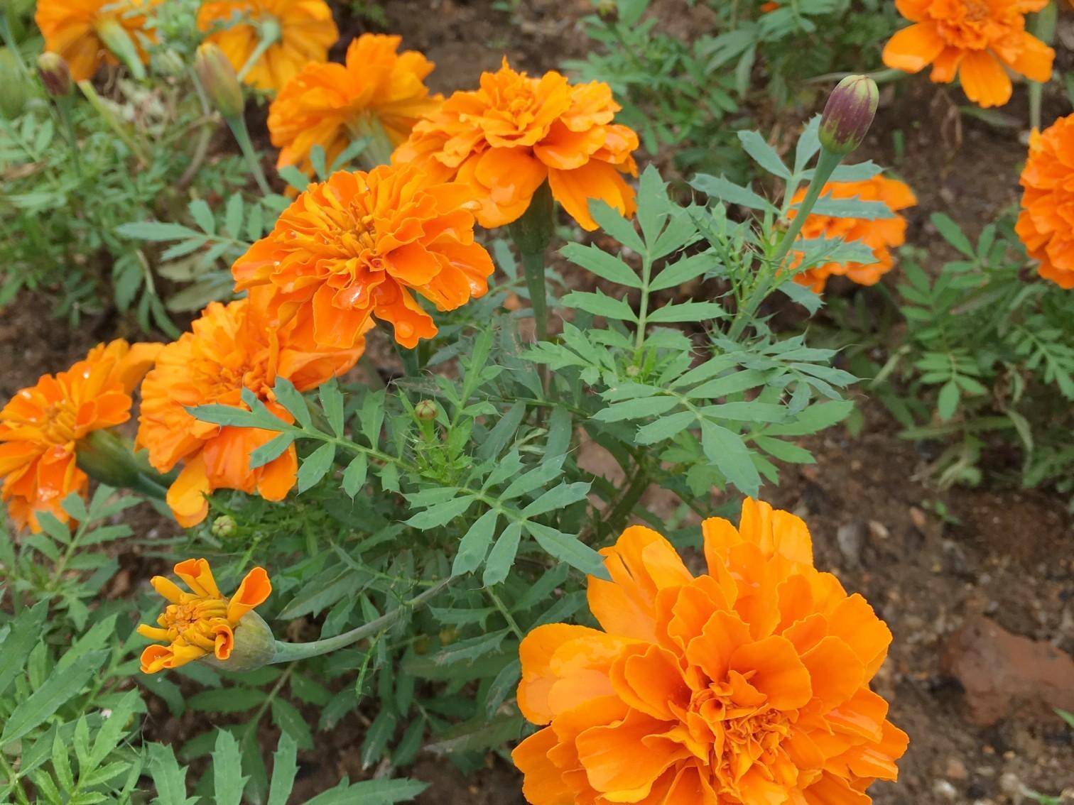 孔雀草象征着晴朗的天气向着太阳光生长花期可达3个月