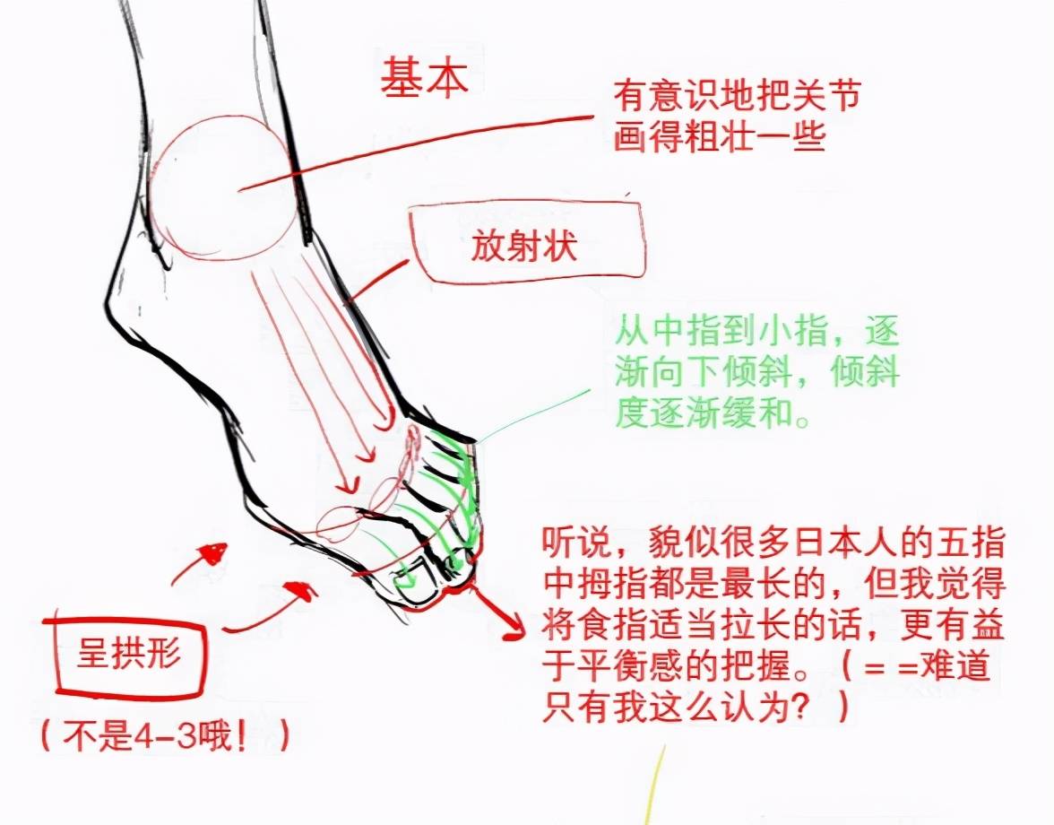 【绘伴一刻】画不出好看的脚？脚部结构讲解！教你画出动漫中的脚丫！