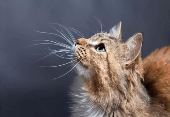 猫咪和主人的图片 33906ceef773439b808eb6e3cd817d5c.png